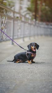 Preview wallpaper dachshund, dog, leash, walk, blur
