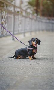 Preview wallpaper dachshund, dog, leash, walk, blur