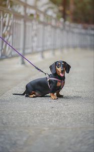 Preview wallpaper dachshund, dog, leash, walk, blur