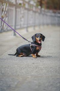 Preview wallpaper dachshund, dog, leash, walk, blur