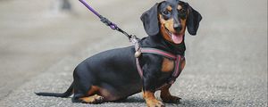 Preview wallpaper dachshund, dog, leash, walk, blur