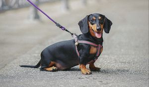 Preview wallpaper dachshund, dog, leash, walk, blur