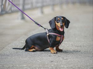 Preview wallpaper dachshund, dog, leash, walk, blur