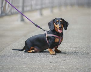 Preview wallpaper dachshund, dog, leash, walk, blur