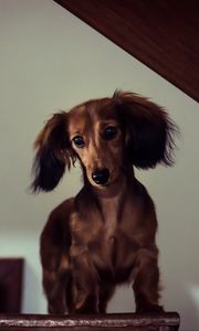 Preview wallpaper dachshund, dog, muzzle, view, staircase