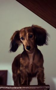 Preview wallpaper dachshund, dog, muzzle, view, staircase