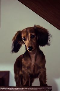 Preview wallpaper dachshund, dog, muzzle, view, staircase