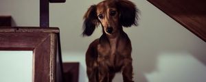 Preview wallpaper dachshund, dog, muzzle, view, staircase