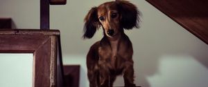 Preview wallpaper dachshund, dog, muzzle, view, staircase