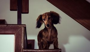 Preview wallpaper dachshund, dog, muzzle, view, staircase