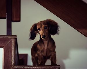 Preview wallpaper dachshund, dog, muzzle, view, staircase