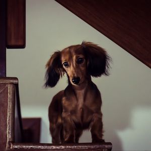 Preview wallpaper dachshund, dog, muzzle, view, staircase