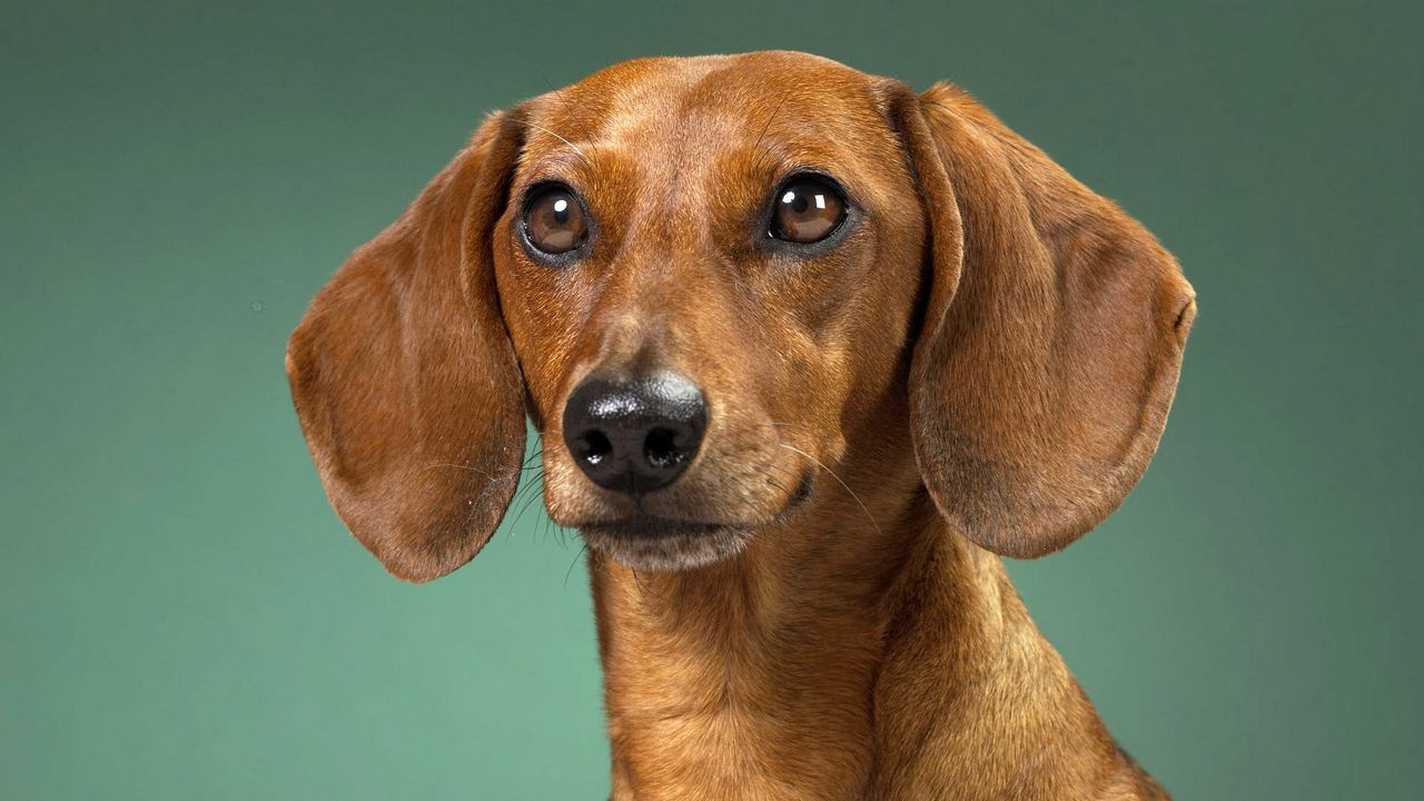 Wallpaper dachshund, dog, muzzle, ears, waiting