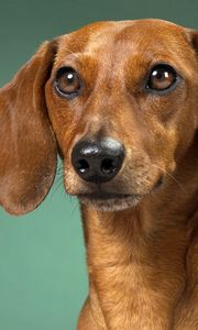 Preview wallpaper dachshund, dog, muzzle, ears, waiting
