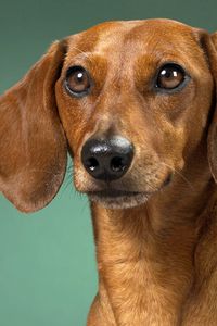 Preview wallpaper dachshund, dog, muzzle, ears, waiting