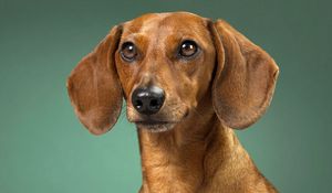 Preview wallpaper dachshund, dog, muzzle, ears, waiting