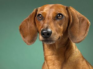 Preview wallpaper dachshund, dog, muzzle, ears, waiting