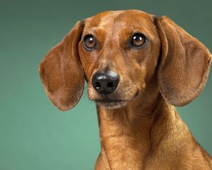 Preview wallpaper dachshund, dog, muzzle, ears, waiting