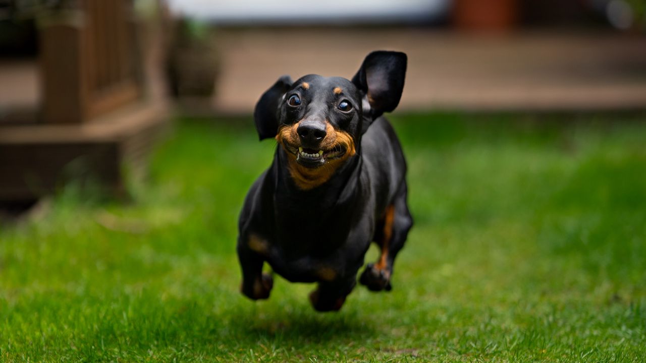Wallpaper dachshund, dog, pet, run, funny