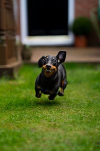 Preview wallpaper dachshund, dog, pet, run, funny