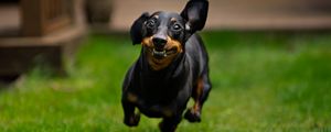 Preview wallpaper dachshund, dog, pet, run, funny