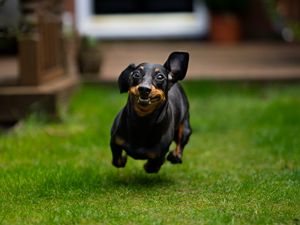 Preview wallpaper dachshund, dog, pet, run, funny