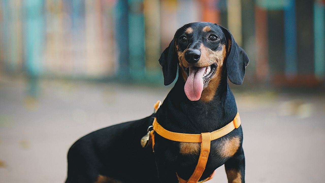 Wallpaper dachshund, dog, protruding tongue, walk