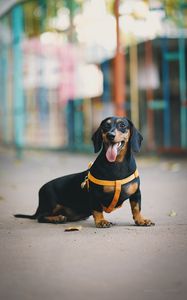 Preview wallpaper dachshund, dog, protruding tongue, walk