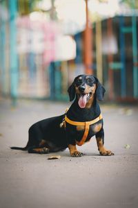 Preview wallpaper dachshund, dog, protruding tongue, walk