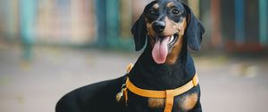 Preview wallpaper dachshund, dog, protruding tongue, walk