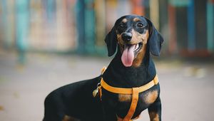 Preview wallpaper dachshund, dog, protruding tongue, walk