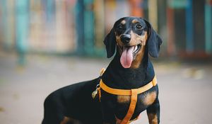 Preview wallpaper dachshund, dog, protruding tongue, walk