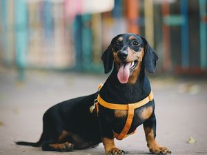 Preview wallpaper dachshund, dog, protruding tongue, walk