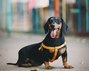 Preview wallpaper dachshund, dog, protruding tongue, walk