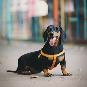 Preview wallpaper dachshund, dog, protruding tongue, walk