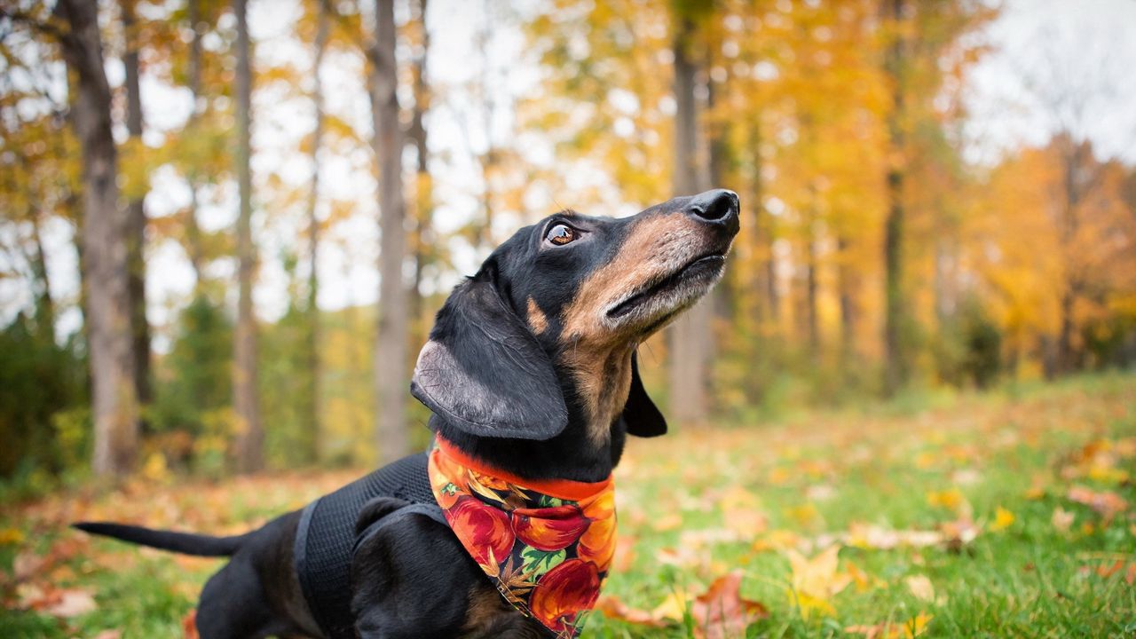 Wallpaper dachshund, dog, shawl, grass, leaves, autumn