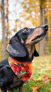 Preview wallpaper dachshund, dog, shawl, grass, leaves, autumn