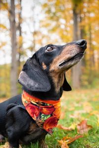 Preview wallpaper dachshund, dog, shawl, grass, leaves, autumn