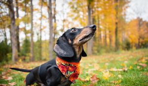 Preview wallpaper dachshund, dog, shawl, grass, leaves, autumn