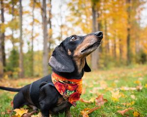 Preview wallpaper dachshund, dog, shawl, grass, leaves, autumn