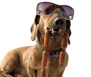 Preview wallpaper dachshund, dog, sunglasses, sausages, cool