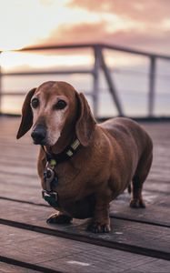 Preview wallpaper dachshund, dog, walk, collar