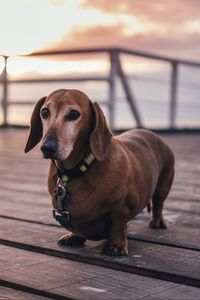 Preview wallpaper dachshund, dog, walk, collar