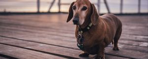 Preview wallpaper dachshund, dog, walk, collar