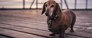 Preview wallpaper dachshund, dog, walk, collar