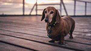 Preview wallpaper dachshund, dog, walk, collar