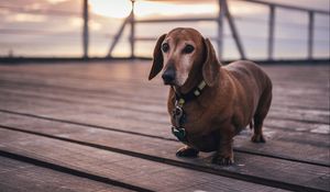 Preview wallpaper dachshund, dog, walk, collar