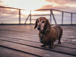 Preview wallpaper dachshund, dog, walk, collar