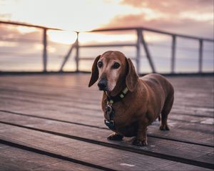 Preview wallpaper dachshund, dog, walk, collar