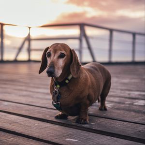 Preview wallpaper dachshund, dog, walk, collar